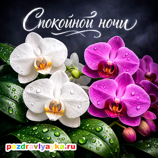 Открытка «Спокойной ночи» — цветы — № 20